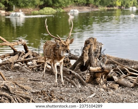 Picture of a deer next to the river
