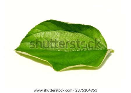Jujube leaves isolated on white background