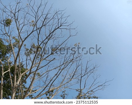 Photo of a tree where some of its leaves have fallen due to the dry season, leaving only branches and some leaves that are still green