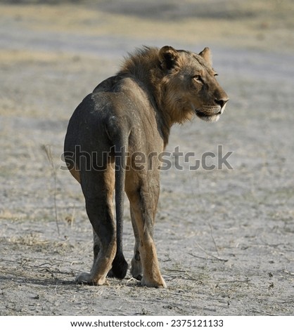 male lion from behind turning his head
