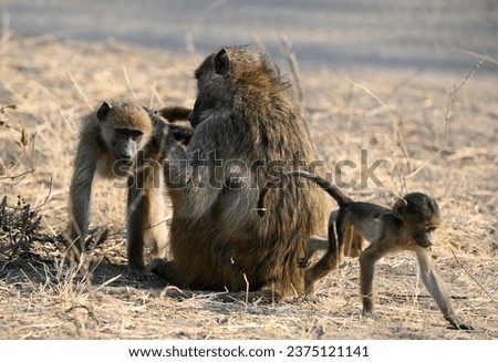 baboons lousing each other plus a baby baboon in the evening sun