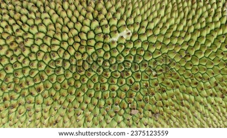 Creative layout background made of  closeup picture of chempedak fruit skin