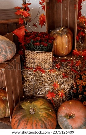 Pumpkin shop. Pumpkins in baskets and boxes. Many different pumpkins for sale. Concept of autumn, harvest and celebration.