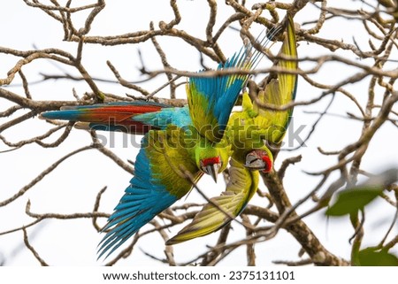 Great green macaw (Ara ambiguus), also known as Buffon's macaw or the great military macaw. Ara ambiguus is listed as Critically Endangered. Tortuguero, Wildlife and birdwatching in Costa Rica. Royalty-Free Stock Photo #2375131101