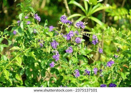 Purple Duranta Erecta, Purple Sky Flower, Purple Pigeon Berry Flower, Golden Dewdrop Flower, known as Kata Mehdi Flower