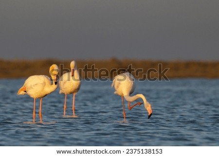 Flamingo in Parc Naturel regional de Camargue, Provence, France Royalty-Free Stock Photo #2375138153