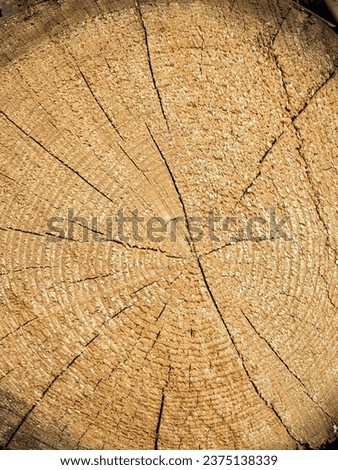 Sawn pine trunks. Warehouse of felled trees