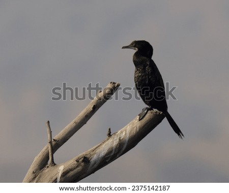 Little Cormorant (Microcarbo niger)

A common Waterbird found in Pakistan and other countries. Quite similar to Indian Cormorant, which is much rarer in Pakistan. 
