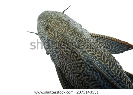 sucker fish on a white background. Royalty-Free Stock Photo #2375143331
