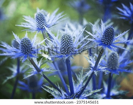 Closeup of the flowers and bracts of sea holly, Eryngium x zabelii variety Big Blue Royalty-Free Stock Photo #2375145651