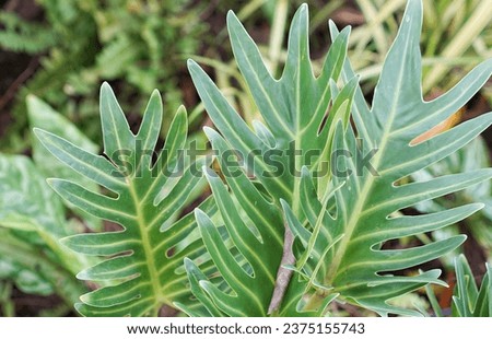 a plant with green leaves..