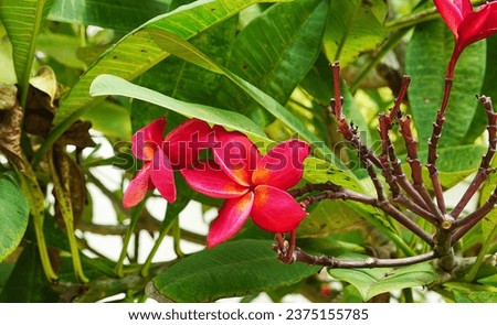 flower of a tropical plant..