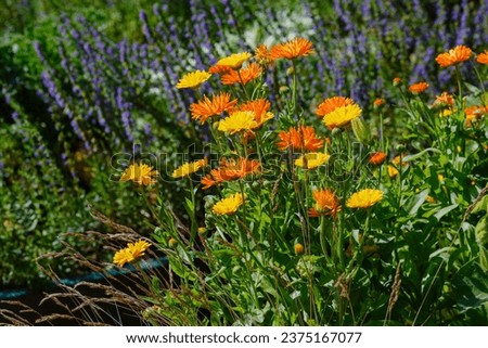 Calendula is a medicinal plant in a herbal garden. Orange marigold daisies