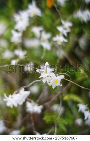 Focused Picture of Pigeon Orchid (whit flower) and Blured Behind