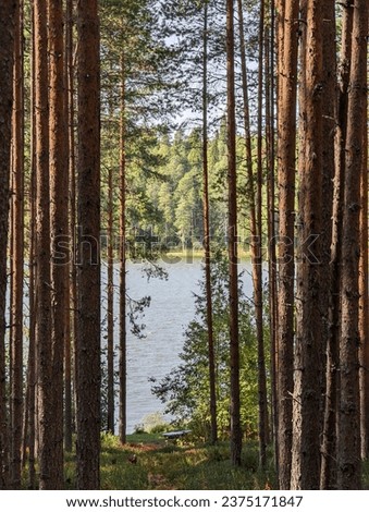 Beautiful sight forest lake with tall pine forest . High quality photo