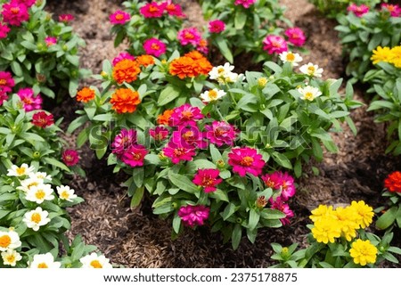 Zinnia flower in the garden Royalty-Free Stock Photo #2375178875