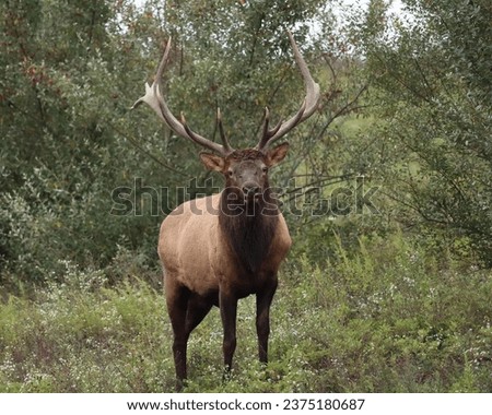 Majestic Rocky Mountain Bull Elk Clearfield County PA During Fall Autumn Rut Breeding Season Royalty-Free Stock Photo #2375180687