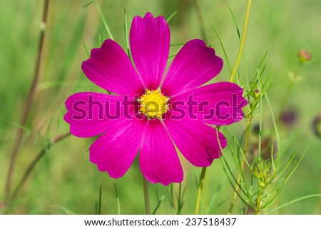 close up sulfur Cosmos Flower,flower