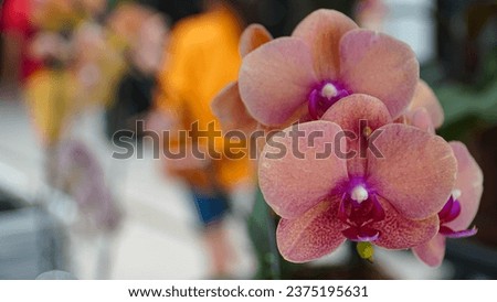 Close-up of a very pretty pastel orange "Anggrek Bulan" with a blurred background in a city center flower garden suitable for wallpaper background.