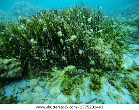 Octopus in the Mediterranean Sea. Sea grass in the picture.