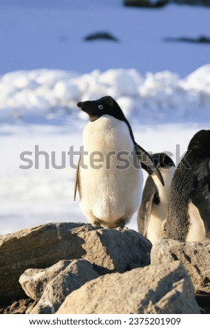 Penguin stand on rocks against the background of ice.
