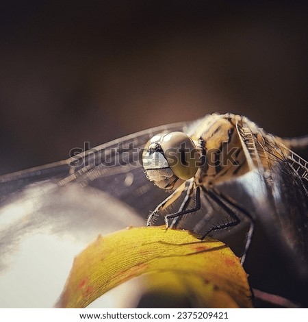 close up photo of a dragonfly perched on a leaf