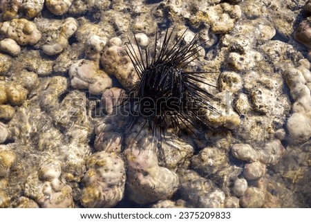 sea urchins on Lempuyang beach, Situbondo