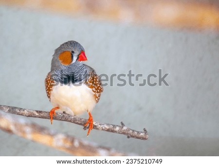 The zebra finch is a small, colorful songbird with a zebra-like pattern on its back. It is native to Australia, but has been introduced to many other parts of the world. 