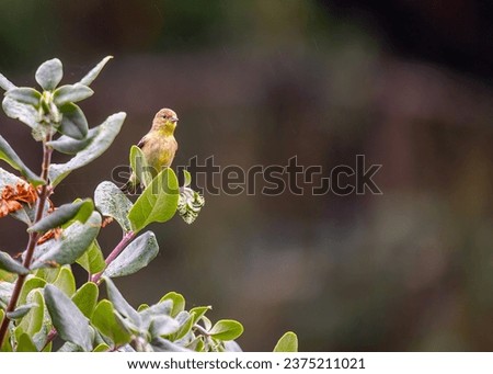 The lesser goldfinch is a small, colorful songbird found in North and Central America. It is known for its bright yellow plumage and black wings and tail. 