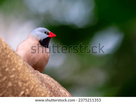 The long-tailed finch is a small, colorful bird native to Australia. It is known for its long, slender tail, which can be up to twice the length of its body.