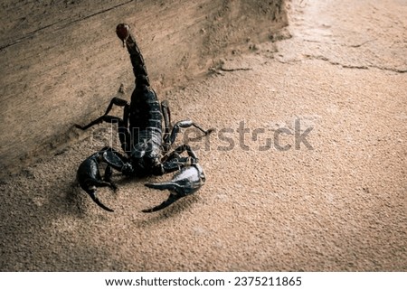 Black Scorpion Or Emperor Scorpion On The Floor Of The House.