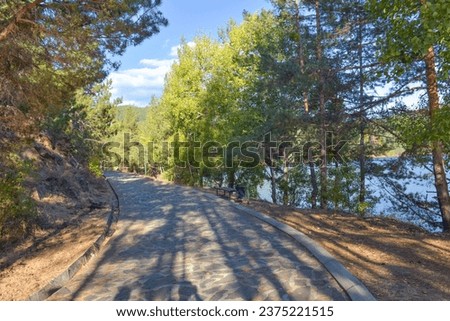 Pine trees along the road in the forest on a sunny day, Berovo, Macedonia