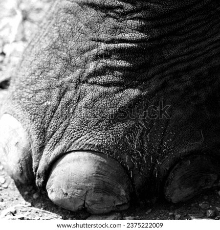 Elephant Foot close up picture in black and white