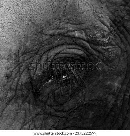 Elephant eye close up picture in black  white