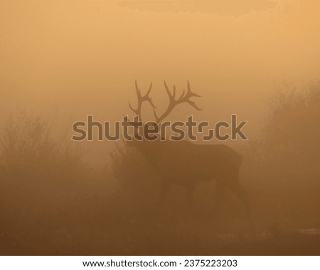 Magic in the Morning Mist Rocky Mountain Elk Bull 