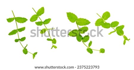 Green mint stems isolated. Aromatic condiment for mojito