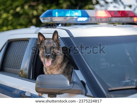 Police K9 dog on duty Royalty-Free Stock Photo #2375224817