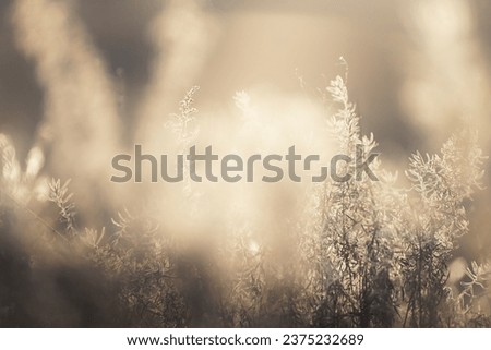 Yellow autumn grass in a forest at sunrise. Macro image, shallow depth of field. Abstract autumn nature background