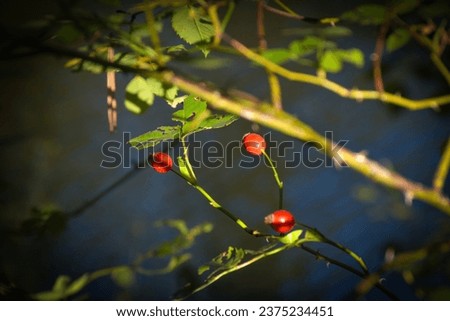 Red rosehip berries on a branch in the autumn forest. Selective focus. Berovo, Macedonia