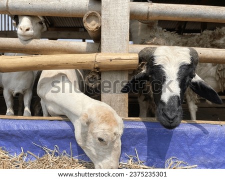 Cute sheep. Portrait of the sheep in the farmer's pen