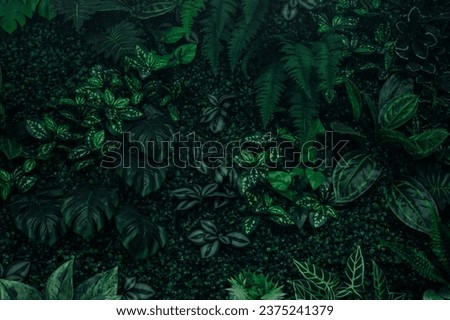 Group background of dark green tropical leaves ( monstera, palm, coconut leaf, fern, palm leaf,bananaleaf)  background. concept of nature