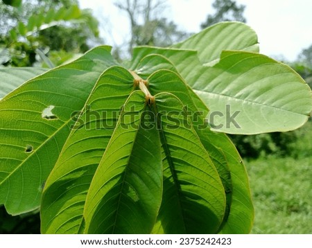 Take a photo of a Ketapang leaf that has a cool pattern 
