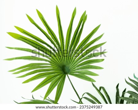 Artificial decorative green saw palmetto leaves on white background. Royalty-Free Stock Photo #2375249387
