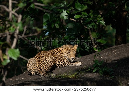 Leopard. Captured at Pench Tiger Reserve, India. On October 2023