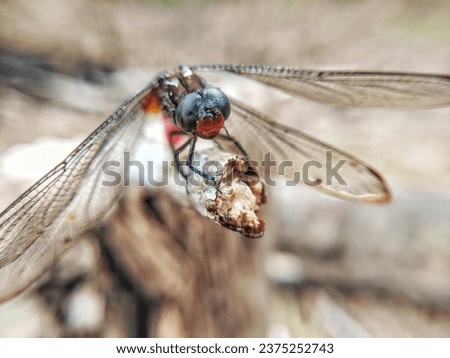 Orthetrum Chrysis dragonfly perched on a wooden branch