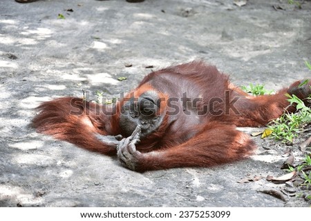 Orangutan is big ape native to the rainforests of Indonesia Royalty-Free Stock Photo #2375253099