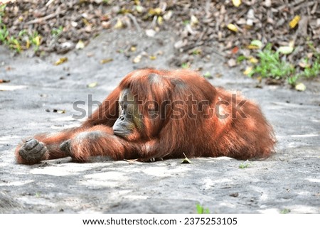 Orangutan is big ape native to the rainforests of Indonesia Royalty-Free Stock Photo #2375253105