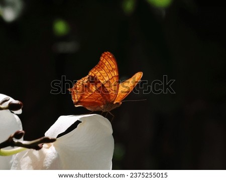 A butterfly with beautiful colored wings is sitting on a leaf or flower.