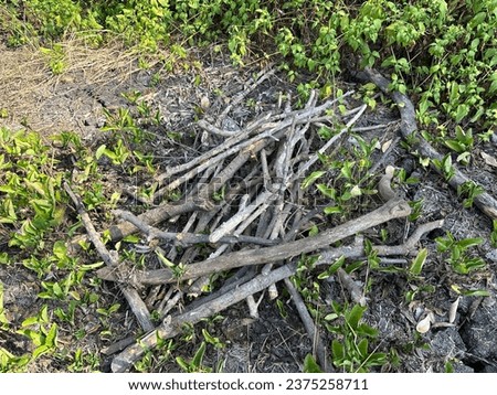 A pile of dry wood on the ground. Illustration of dry wood as an alternative fuel.