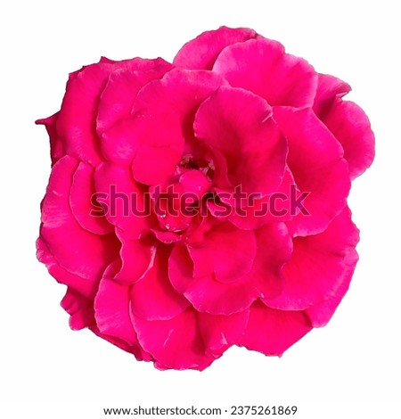 Beautiful pink rose on white background. Pink rose blossom